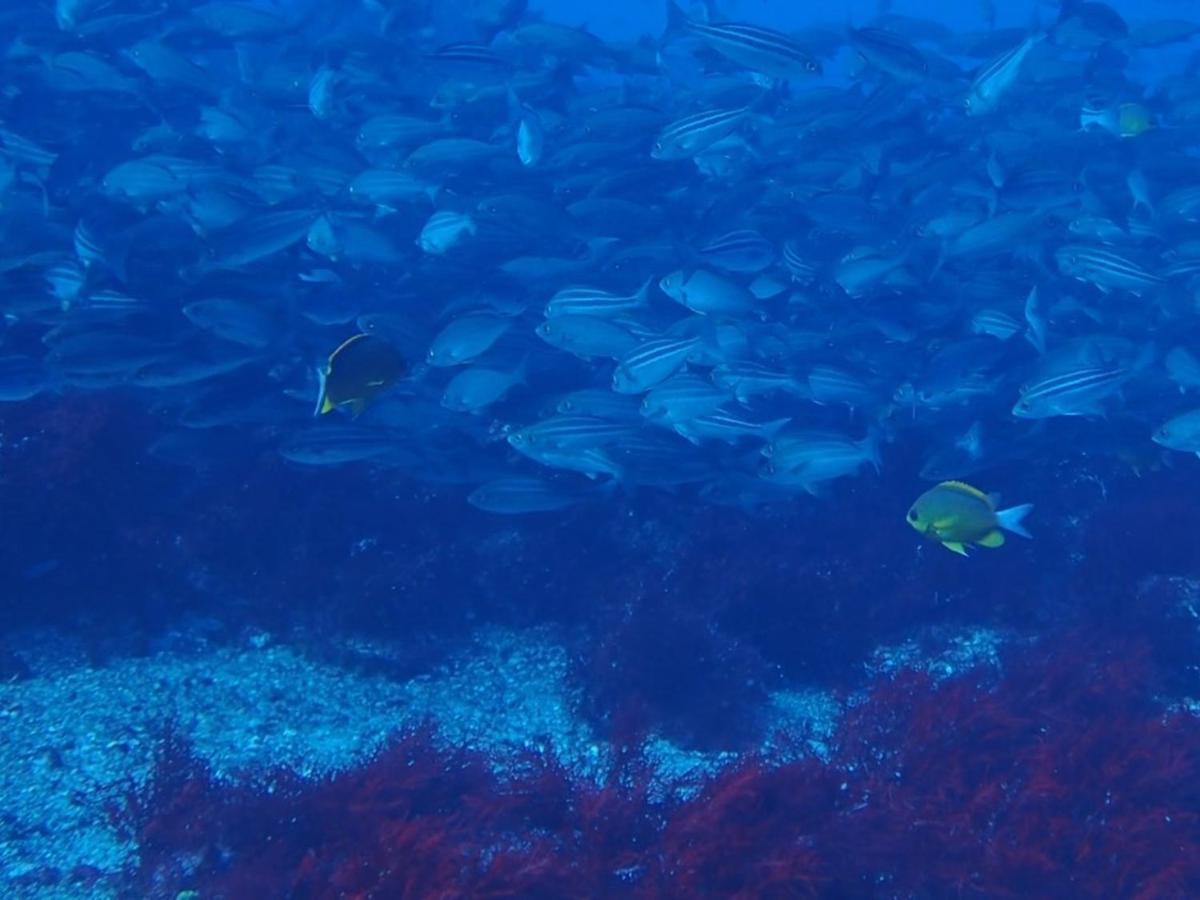 Albergue 癒楽 伊豆大島 Exterior foto